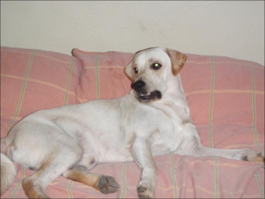 Mi hermoso Beiker Mi hermoso Beiker